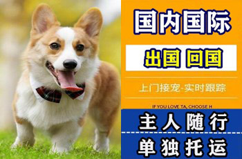 佳木斯市宠物托运公司佳木斯市宠物托运公司佳木斯市宠物托运公司